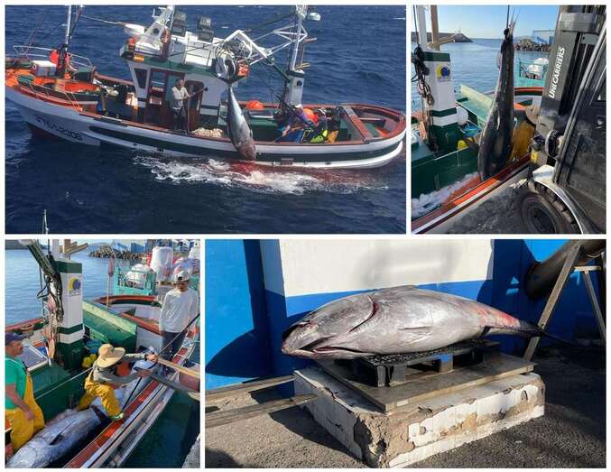 Captura del atún rojo por el barco con atraque en el muelle de Taliarte/TA.